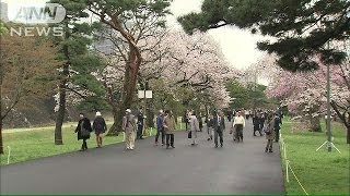 桜並木に5万人超　皇居の表通りを初公開(14/04/05)