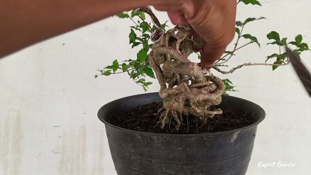 Wiring Ke 2 pada Sakura Mikro Ekspose Akar (