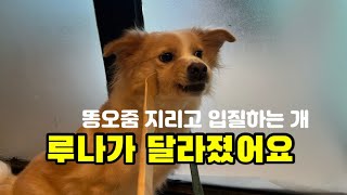 입질하는개 루나가 달라졌어요