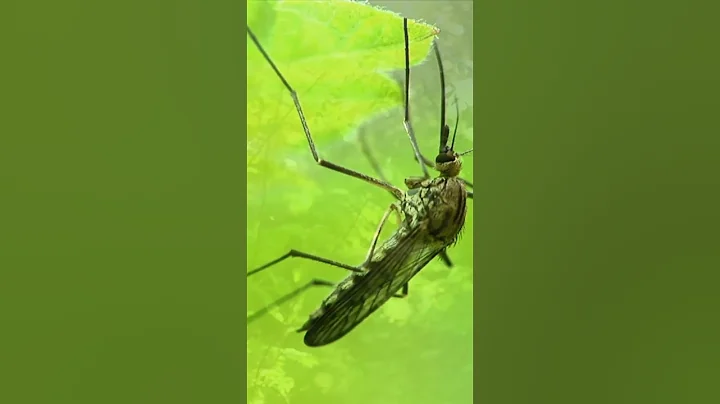 Why Are Mosquitoes the Most Dangerous Animals? #shorts - DayDayNews