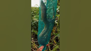 Thăm trúm dính lươn bự chà bá kiểu này mới sướng#mientay #eelfishing