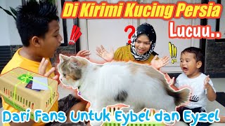 HAH! DAPAT HADIAH ANAK KUCING PERSIA LUCU | eybel channel