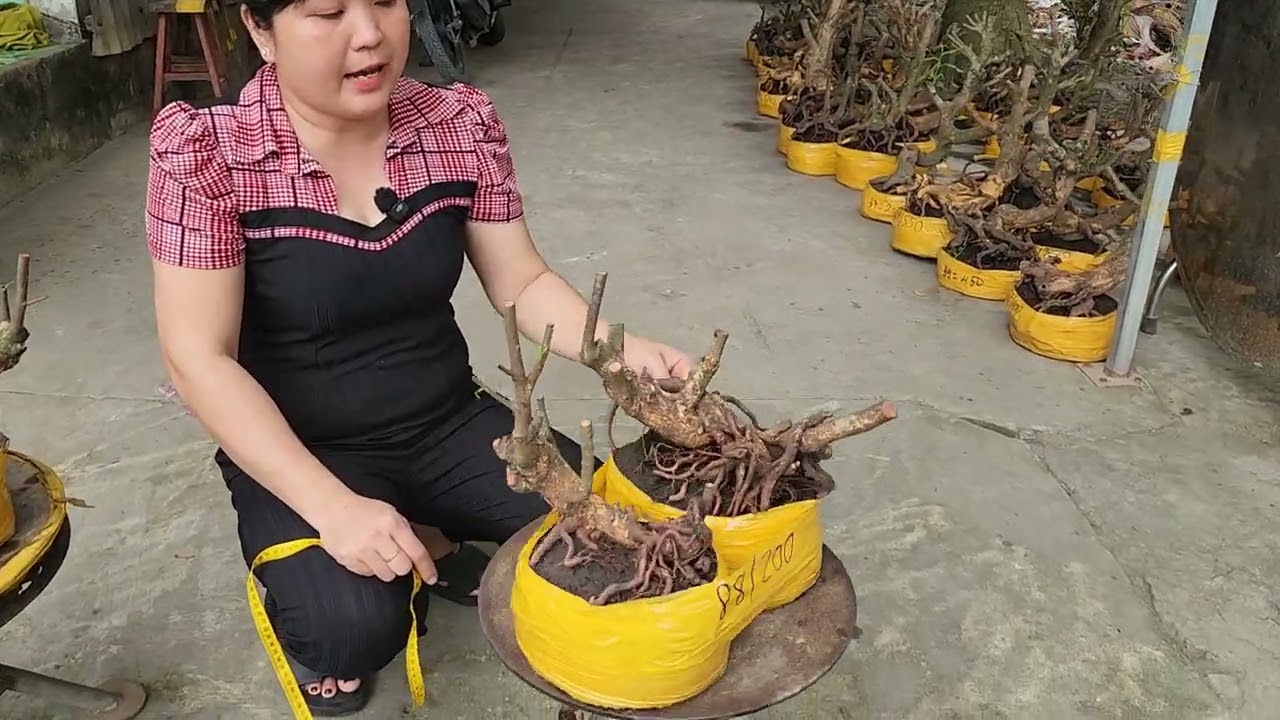 5/3 chị Giang 0387081330 phôi mai giảo bonsai đế thú quái giá rẻ 