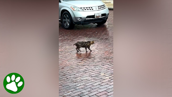 Woman sees video of tailless cat stumbling in the street, and immediately runs out to find him
