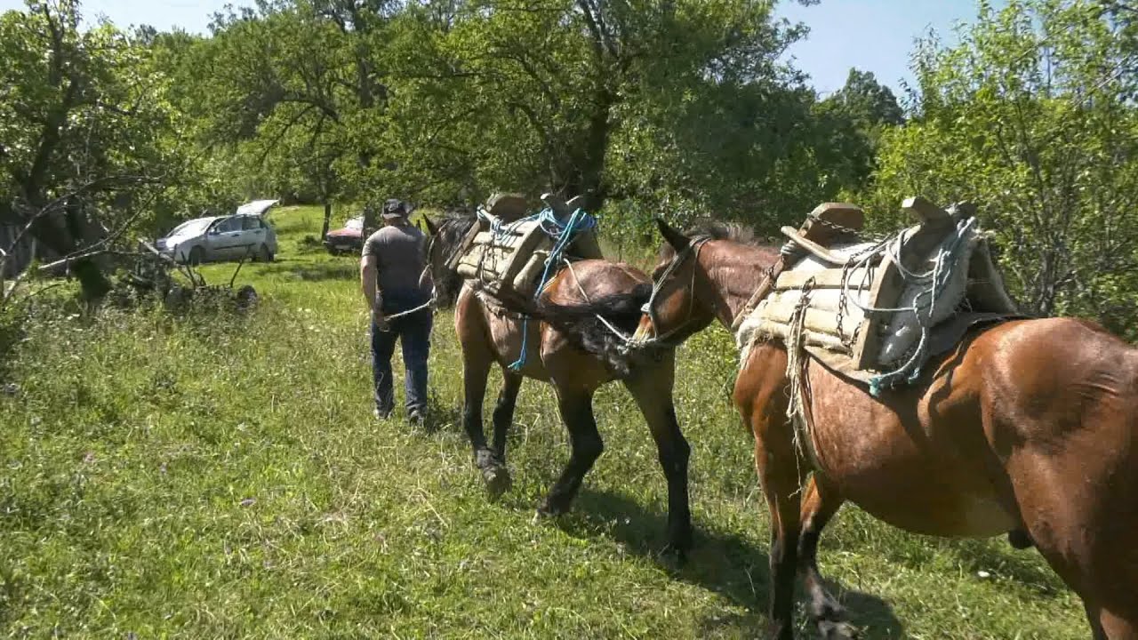 - SAMARICOM SE BAVI OD SVOJE OSME GODINE