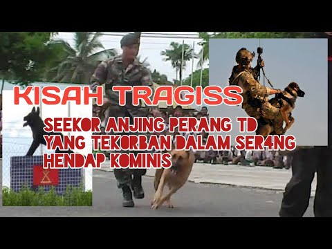 Video: Kumpulan Saudara: Anjing Dalam Tentera