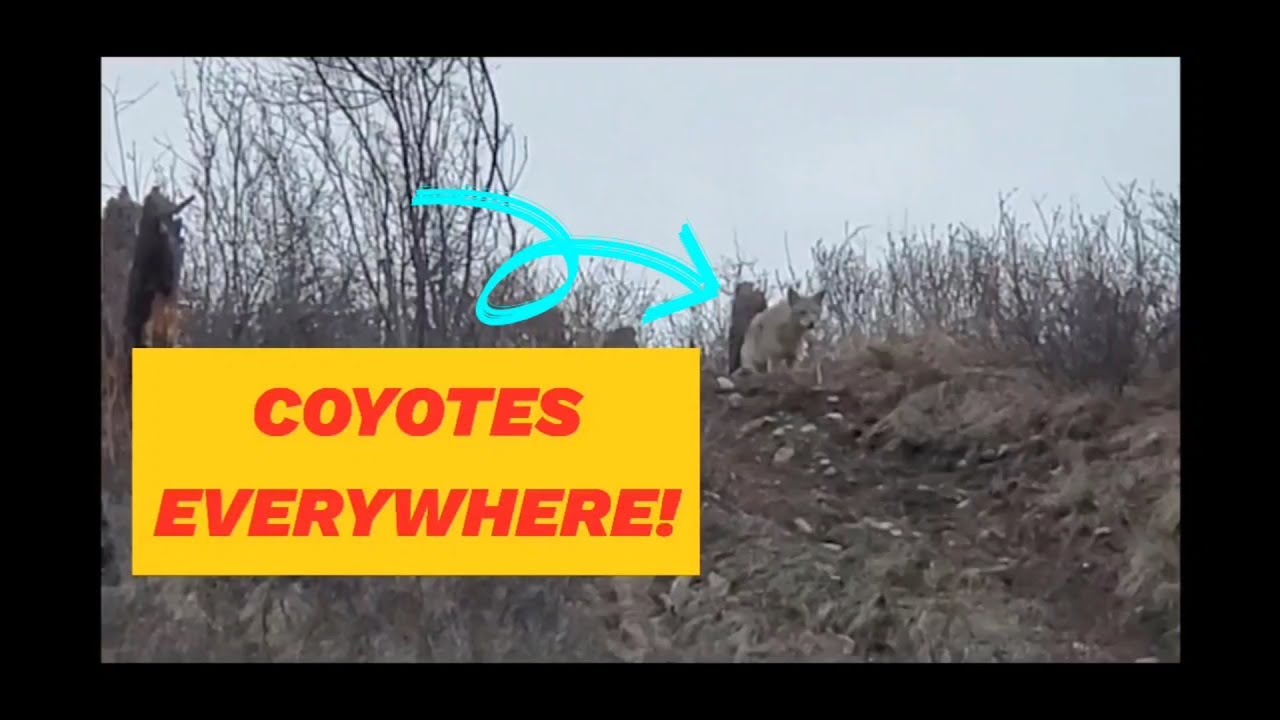 44 - Kelowna Culture and Coyotes
