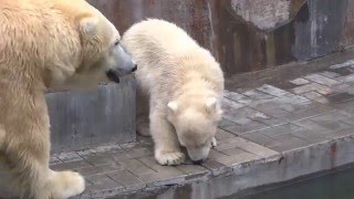 Видео Мама ходит взад-вперёд - развлекаться не даёт. Укушу её за лапу точно так, как делал папа) (автор: Белые и Пушистые)