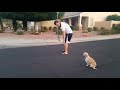 Rex 3 yo Terrier mix Best Arizona Dog Trainers Rex 3 yo Terrier mix Best Arizona Dog Trainers