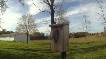 Bluebirds in Nesting Box 10-23-11 Great Swamp, NJ