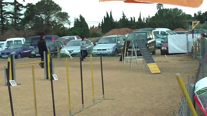 Sandra Braddy agility.MOV