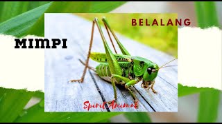 ☘️🧚 ARTI MIMPI|BELALANG|ROH HEWAN|SPIRIT ANIMAL