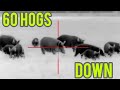 Hog wild - 60 Hogs down -  Hog hunting using thermal scopes , AR15s and silencers !!