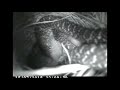 Speckled Kingsnake eats Eastern Meadowlark nestlings (sped up)