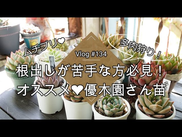優木園さん苗 月輪(がちりん)をガチで増やしてみよう - YouTube
