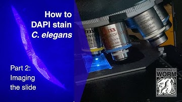 How to DAPI Stain C. elegans Part 2: Imaging the Slide
