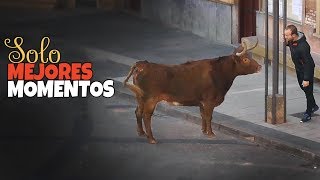 Toros Bravos Sustos y Mejores Momentos 2019