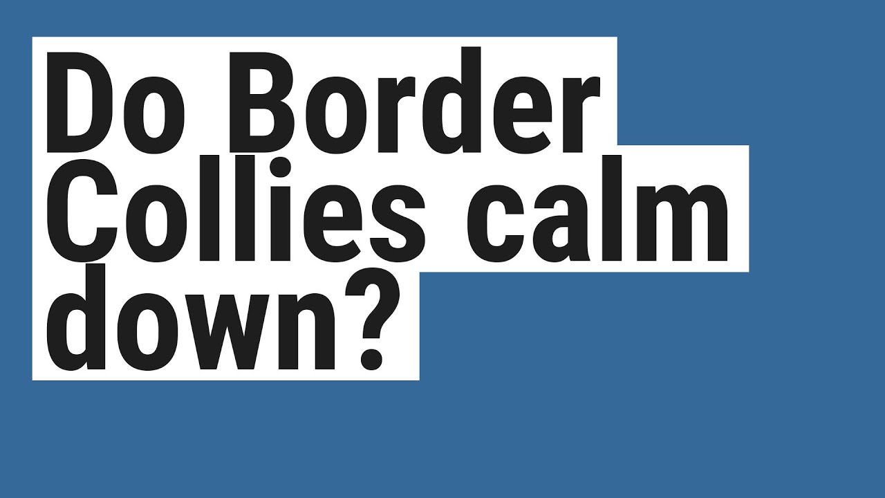 Do Border Collies calm down? YouTube