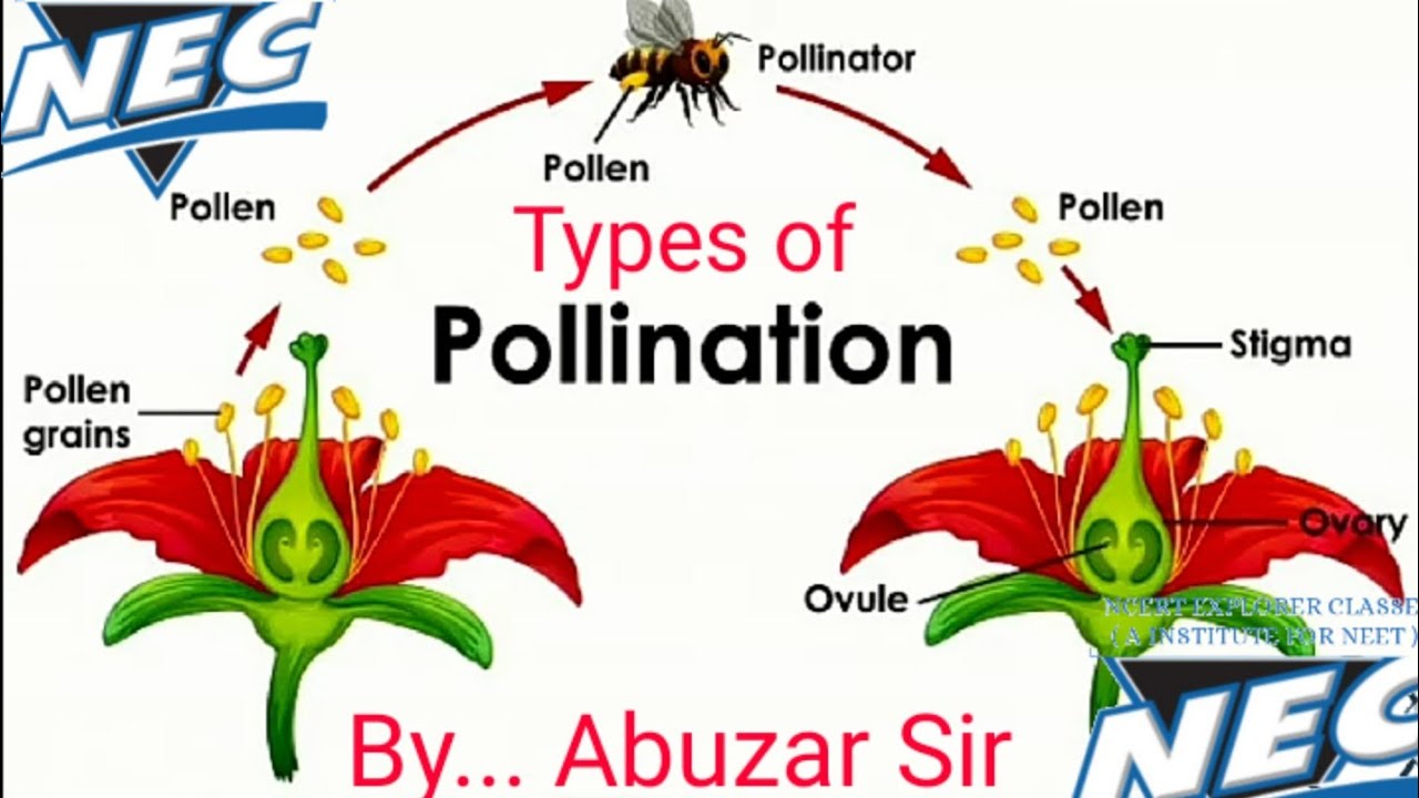 Pollination (परागण) & Types of Pollination - YouTube
