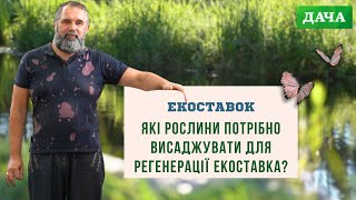 Які рослини потрібно висаджувати для регенерації екоставка?