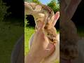 Orange Dream Clown Het Pied Proven Breeder Male