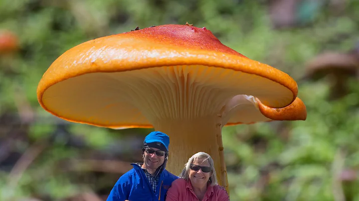 Fungus Among Us 2022 by Janice Strong / Jamie Levine