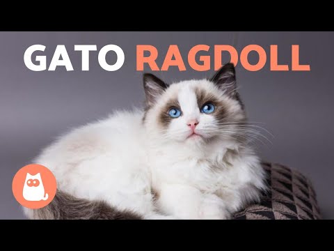 RAZA de GATO RAGDOLL 🐱 (Características, Cuidados y Origen)