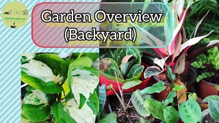 Garden Overview | चलिये आज मेरे बैकयार्ड गार्डन देखते है
