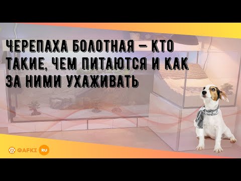 Черепаха болотная — кто такие, чем питаются и как за ними ухаживать