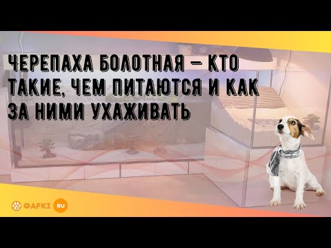 Черепаха болотная содержание в домашних условиях