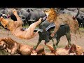 Hungry Lion Died Tragically While Trying To Hunt A Buffalo - Buffalo Vs Lion