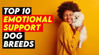 Top 10 Emotional Support Dog Breeds You Need by Amazing Dogs 741 views 2 months ago 9 minutes, 21 seconds