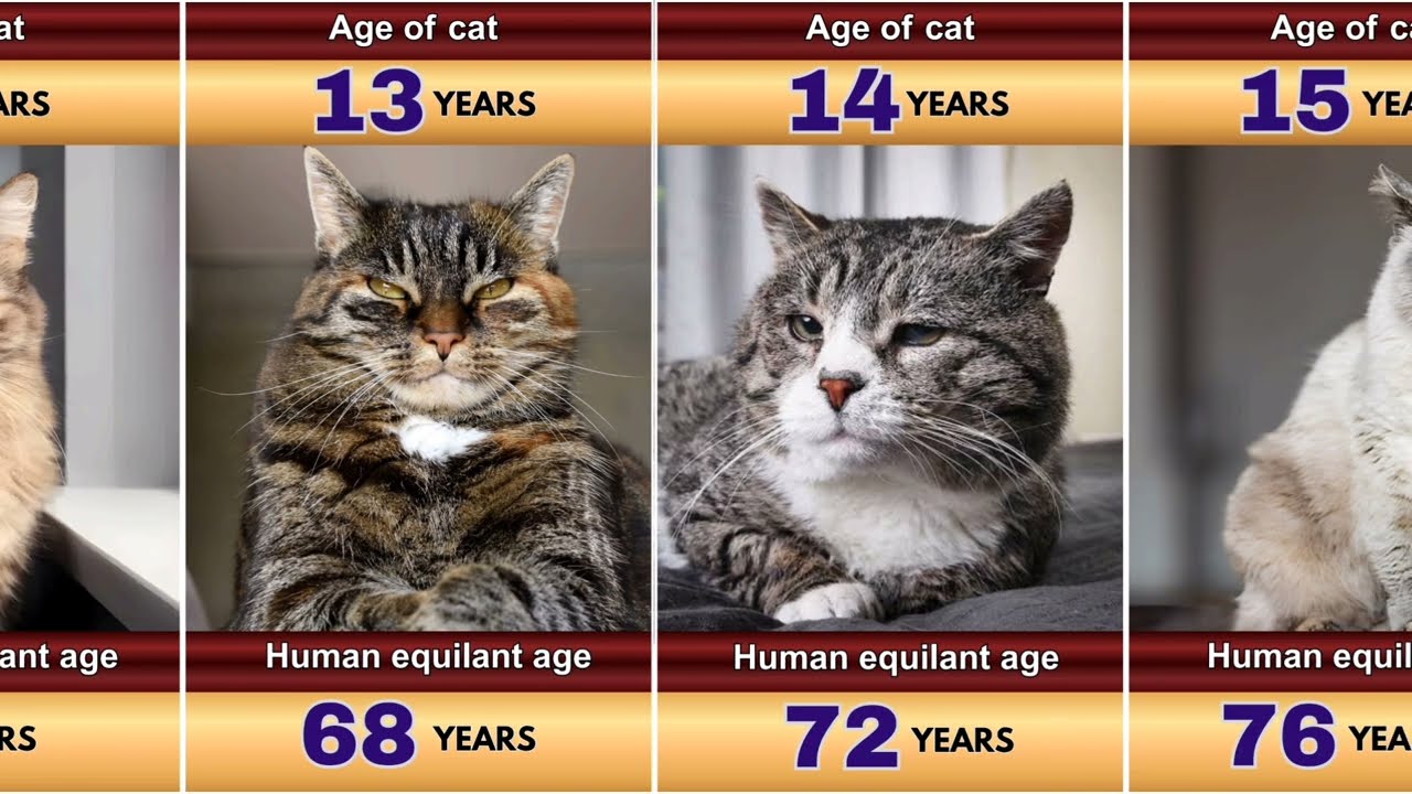 Cat Age vs Human Age | How Old Is Your Cat in Human Years?