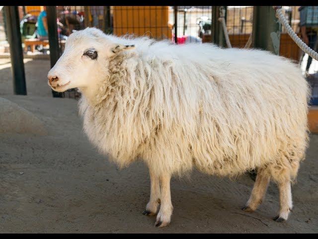 【sheep♪】 Shetland Sheep at the L.A. Zoo - YouTube