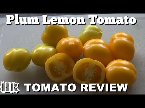 ⟹ PLUM LEMON