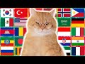 Ay Mi Gatito Miau Miau In 70 Languages Meme