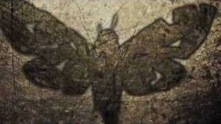 Download Lagu Forevermore - Moths and Rust MP3