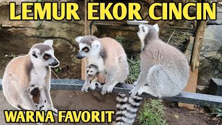 Wow! Lemur ekor cincin, Lemur memanggil temannya, lemur lucu, lemur madagascar, lemur sifaka