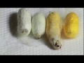 SILKWORM LIFE CYCLE  रेशम  कीड़े का जीवन चक्र