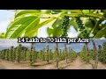 How to make money   cultivate black pepper and earn 14 lakh to 70 lakh per acre spices farming