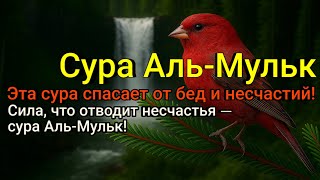 видео: Тайна Суры Аль-Мульк: защита, риск, благословение! картинка: Тайна Суры Аль-Мульк: защита, риск, благословение!