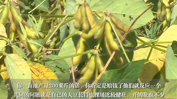 农民种大豆亩产500斤，这3个方法越早明白越好，说的太对了【付老师种植技术团队】 - 天天要闻