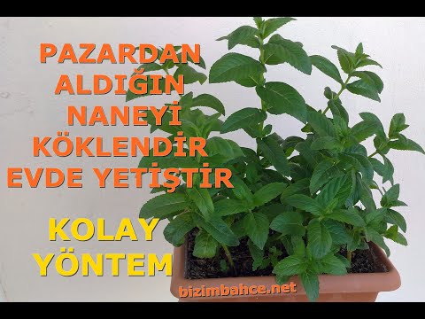 Nane nasıl ekilir? Nane köklendirme! (NANE NASIL YETİŞTİRİLİR) How to Grow Mint at Home Fast