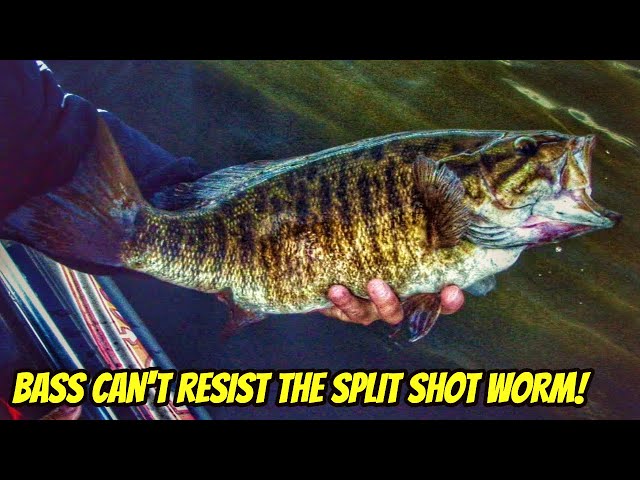 BASS CAN'T RESIST THE SPLIT SHOT WORM RIG- How to fish it! 