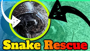 Watch as I attempt to rescue a Black Rat Snake from bird netting.