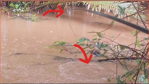 CÂU CÁ RÔ ĐỒNG, trúng mớ cá to ẩn nấp dưới lục bình lâu năm |fishing HQBL #118