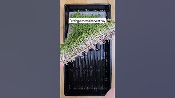 Grow Microgreens Easily: Single 2-Inch Deep Tray & Reusable Medium #gardening #garden #growyourown