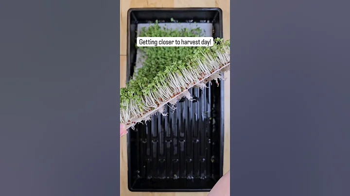 Grow Microgreens Easily: Single 2-Inch Deep Tray & Reusable Medium #gardening #garden #growyourown