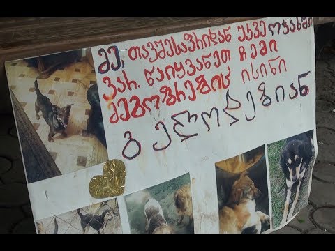 გორში ლეკვების გაჩუქების აქცია გაიმართა