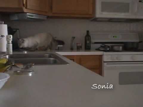 Ssscat Spray  Flying Cat  YouTube